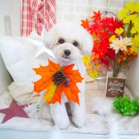 【本店】2018年11月1日のワンちゃん達♪