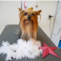 【本店】2018年11月2日のワンちゃん達♪