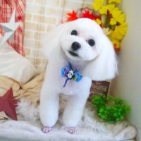 【本店】2018年11月3日のワンちゃん達♪