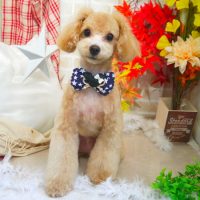 【本店】2018年11月4日のワンちゃん達♪