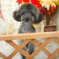 【本店】2018年11月5日のワンちゃん達♪