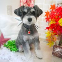 【本店】2018年11月9日のワンちゃん達♪