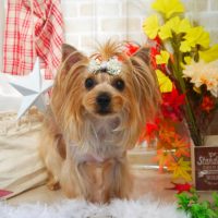 【本店】2018年11月11日のワンちゃん達♪