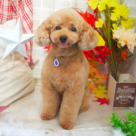 【本店】2018年11月12日のワンちゃん達♪