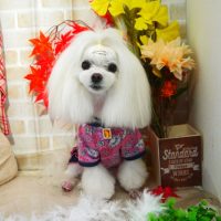 【本店】2018年11月14日のワンちゃん達♪