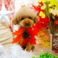 【本店】2018年11月15日のワンちゃん達♪