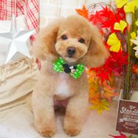 【本店】2018年11月16日のワンちゃん達♪