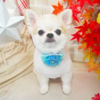 【本店】2018年11月17日のワンちゃん達♪