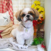 【本店】2018年11月19日のワンちゃん達♪