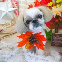 【本店】2018年11月21日のワンちゃん達♪