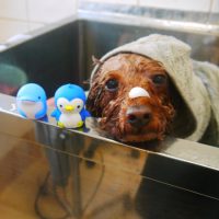 【本店】2018年11月23日のワンちゃん達♪