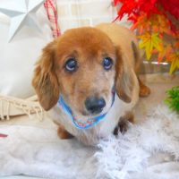 【本店】2018年11月24日のワンちゃん達♪