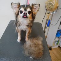 【本店】2018年11月25日のワンちゃん達♪