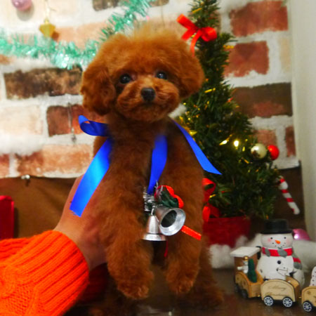 【本店】2018年11月26日のワンちゃん達♪