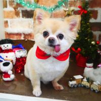 【本店】2018年11月28日のワンちゃん達♪