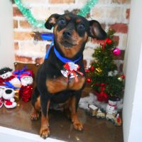 【本店】2018年11月30日のワンちゃん達♪