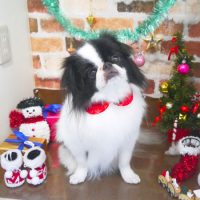 【本店】2018年12月2日のワンちゃん達♪