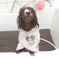 【本店】2018年12月8日のワンちゃん達♪