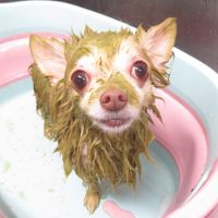 【本店】2018年12月26日のワンちゃん達♪