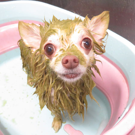 【本店】2018年12月26日のワンちゃん達♪