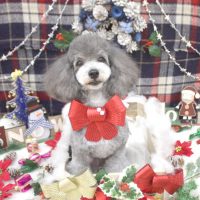 【池下店】2018年12月14日のワンちゃん達♪