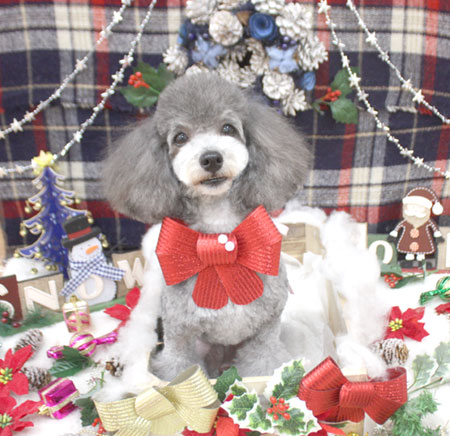 【池下店】2018年12月14日のワンちゃん達♪