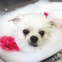 【本店】2018年12月27日のワンちゃん達♪