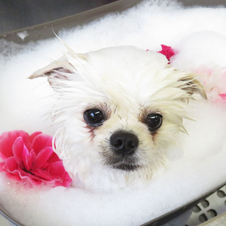 【本店】2018年12月27日のワンちゃん達♪