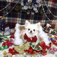 【池下店】2018年12月15日のワンちゃん達♪