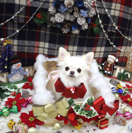 【池下店】2018年12月15日のワンちゃん達♪