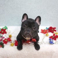 【池下店】2018年12月16日のワンちゃん達♪