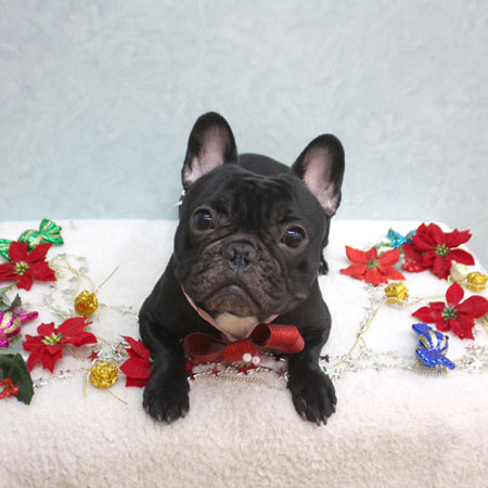 【池下店】2018年12月16日のワンちゃん達♪