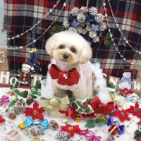 【池下店】2018年12月17日のワンちゃん達♪