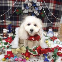 【池下店】2018年12月20日のワンちゃん達♪