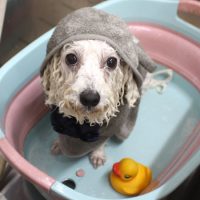 【池下店】2018年12月22日のワンちゃん達♪