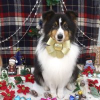 【池下店】2018年12月23日のワンちゃん達♪