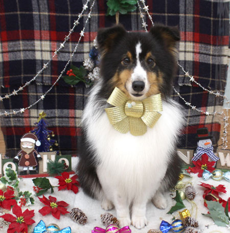 【池下店】2018年12月23日のワンちゃん達♪