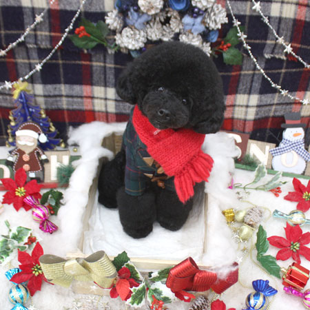 【池下店】2018年12月24日のワンちゃん達♪