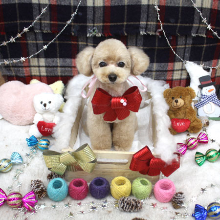 【池下店】2018年12月26日のワンちゃん達♪