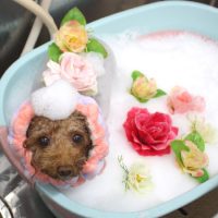 【池下店】2018年12月27日のワンちゃん達♪