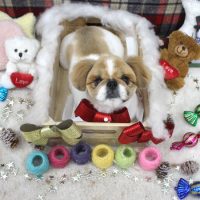 【池下店】2018年12月28日のワンちゃん達♪