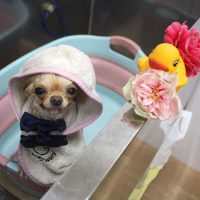 【池下店】2018年12月29日のワンちゃん達♪