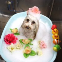 【池下店】2018年12月30日のワンちゃん達♪