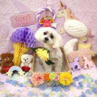 【池下店】2019年1月7日のワンちゃん達♪