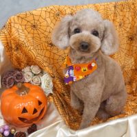 【池下店】2017年10月20日のワンちゃん達♪