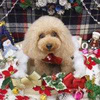 【池下店】2018年12月1日のワンちゃん達♪