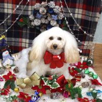 【池下店】2018年12月2日のワンちゃん達♪