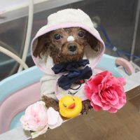 【池下店】2018年12月6日のワンちゃん達♪