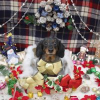 【池下店】2018年12月8日のワンちゃん達♪