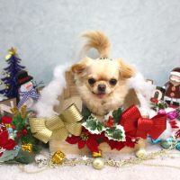 【池下店】2018年12月9日のワンちゃん達♪